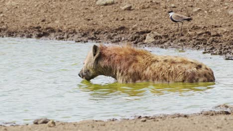 Hyäne-Badet-In-Einem-Kleinen-Teich,-Suhlt-Sich-Und-Putzt-Sich-Nach-Der-Jagd,-Afrikanische-Tierwelt-Im-Masai-Mara-Nationalreservat,-Kenia,-Afrikanische-Safaritiere-Im-Naturschutzgebiet-Masai-Mara-Nord