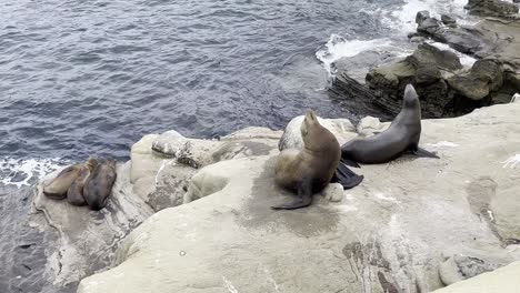 leones marinos durmiendo y descansando en las rocas
