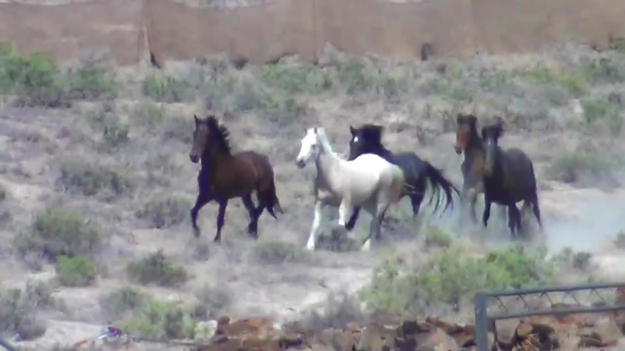 caballos salvajes son acorralados por helicóptero 2