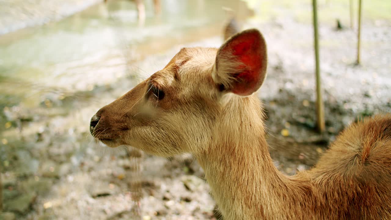 en la naturaleza del hermoso ciervo de eld también conocido como thamin, cerca, mauricio, áfrica
