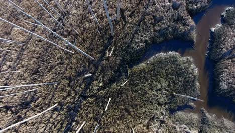 Ghost-Tree-aerials-looking-straight-down