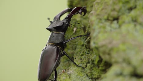 stag beetle on a tree trunk