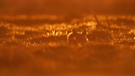 hare in a field at sunrise