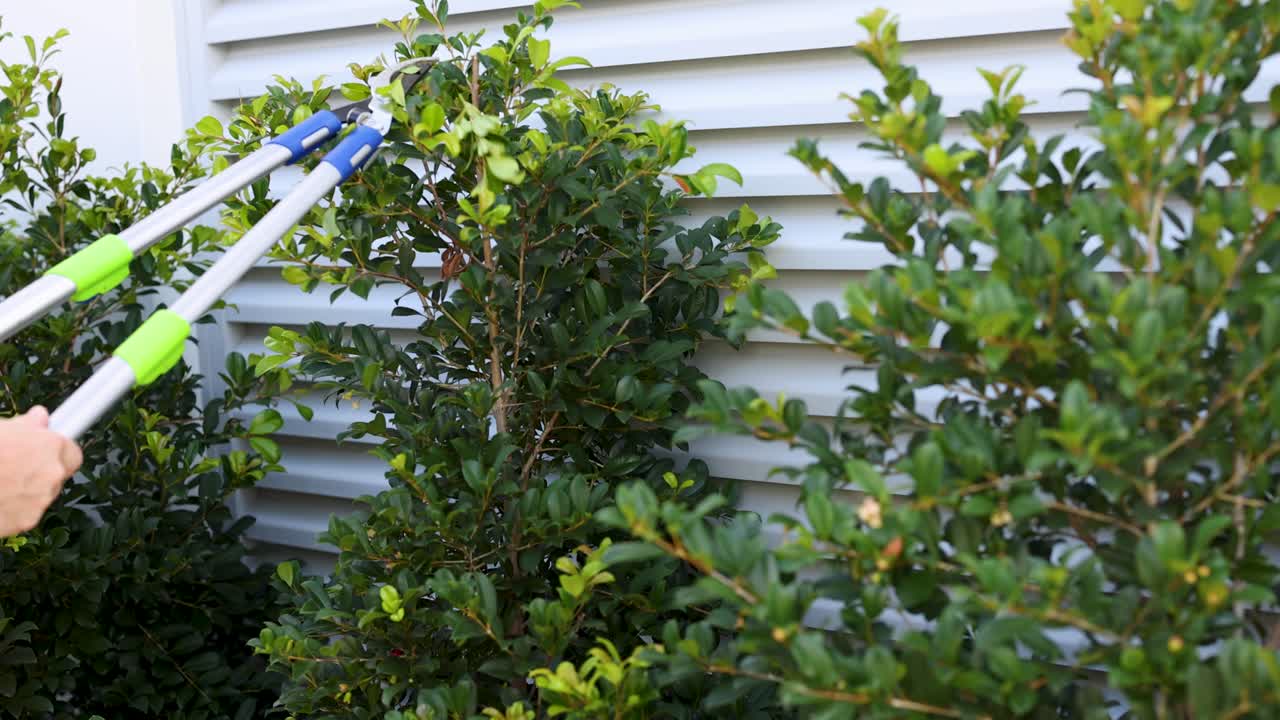 A person trims bushes with shears in a sunlit garden, showcasing precise gardening techniques