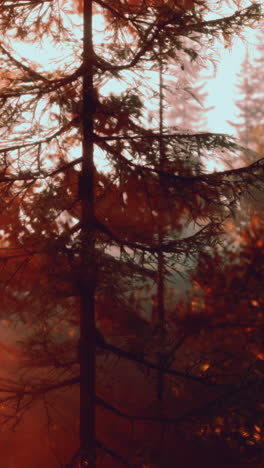 Sunlit Forest