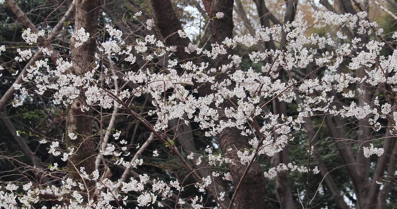 Fiori di ciliegio in piena fioritura a Tokyo, Giappone