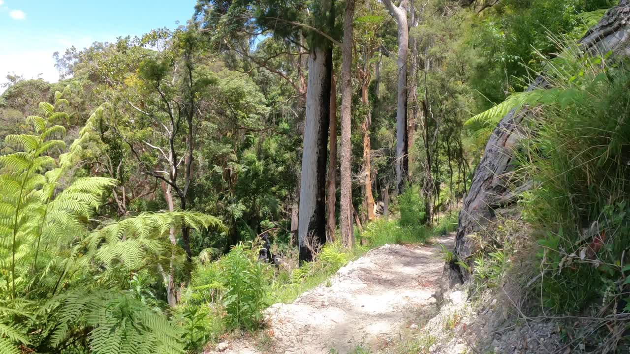 울창 한 숲 을 가로질러 산책 하는 산책자 들
