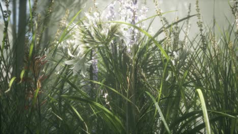 champ de fleurs d'herbe avec une douce lumière du soleil en arrière-plan.