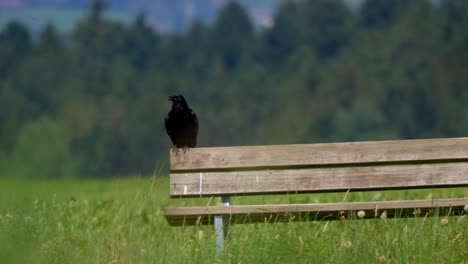 wild black crow resting on wooden branch and flying away in countryside at sun - slow motion footage