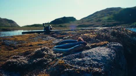 Ein-Frisch-Gefangener-Fisch-Liegt-Auf-Einer-Felsigen,-Moosbedeckten-Oberfläche-Am-Seeufer-In-Skurven,-Indre-Fosen,-Trøndelag,-Norwegen-–-Handaufnahme