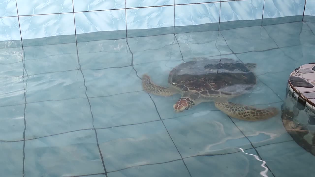 tortugas bebés en un estanque de cría
