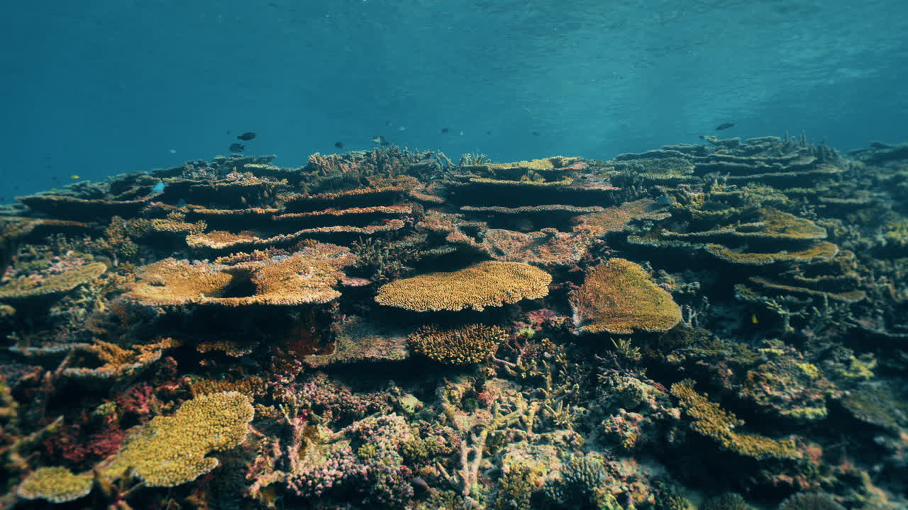 A wide underwater shot showcasing a vibrant coral reef ecosystem with layered coral formations bathed in natural sunlight. Perfect for illustrating marine biodiversity and the beauty of the ocean