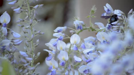 close up of a huge black carpenter bee scraping sweet nectar from purple flowers of a wisteria tree