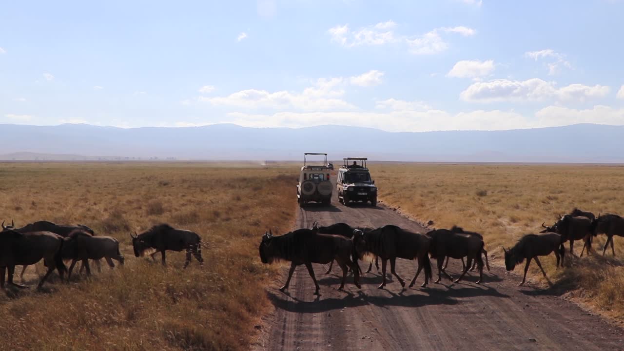una manada de ñus, connochaetes taurinus o gnu marchando a través de una carretera entre vehículos de safari durante la temporada de migración en el cráter ngorongoro tanzania