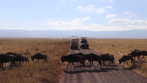 una manada de ñus, connochaetes taurinus o gnu marchando a través de una carretera entre vehículos de safari durante la temporada de migración en el cráter ngorongoro tanzania