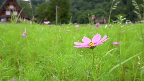 beautiful pink flower in front of a village