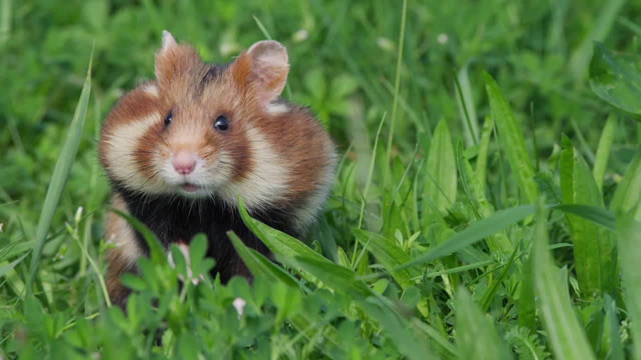 Primer plano de un hámster olfateando el aire mientras está de pie sobre sus patas traseras en la hierba verde, con las patas delanteras visibles. Curioso e inocente roedor doméstico que se eleva más y mira a la izquierda de la cámara, luego a la derecha