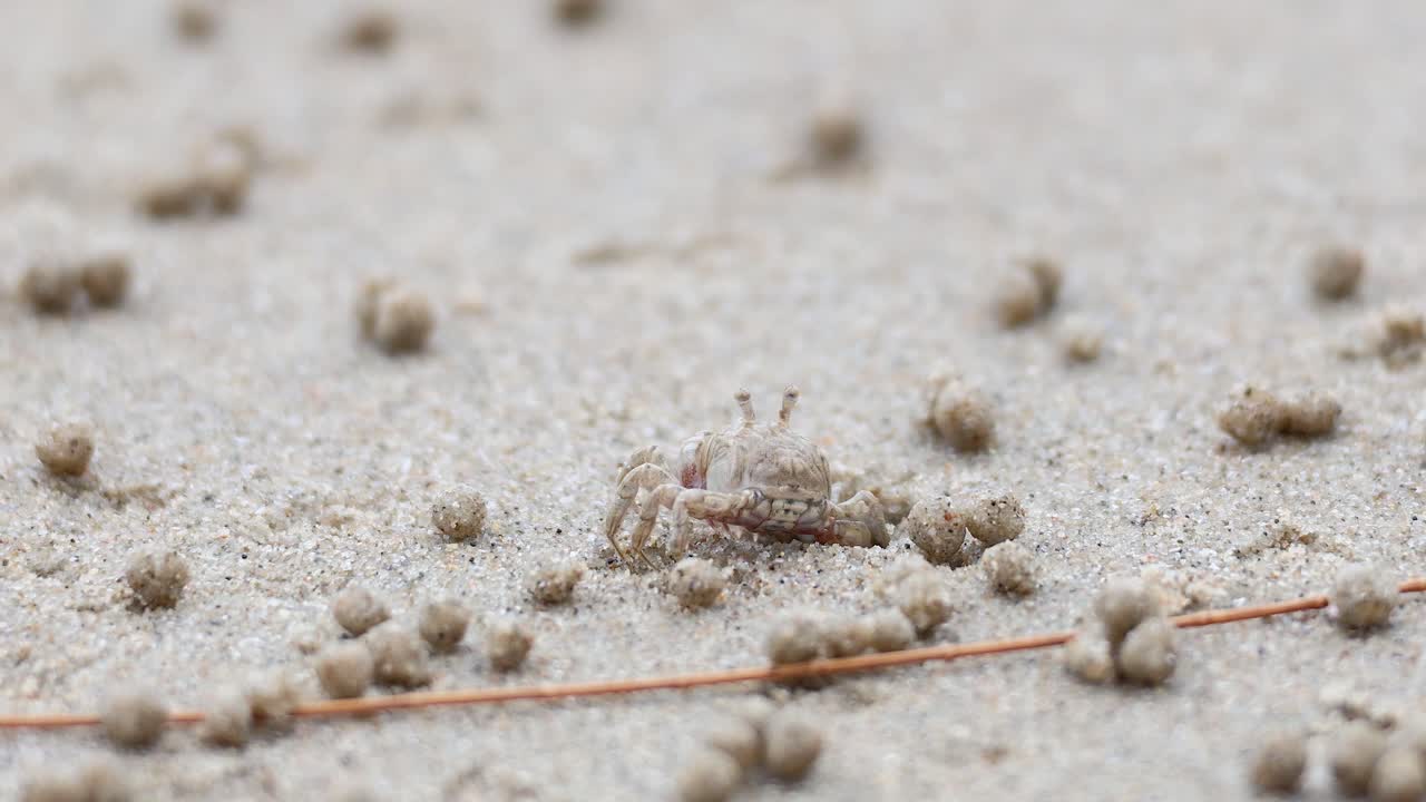 cangrejo fantasma moviéndose a través de la superficie de la playa de arena