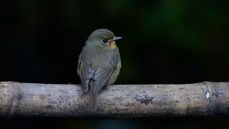 Hill-Blue-Flycatcher-Thront-Auf-Einem-Bambus,-Cyornis-Whitei