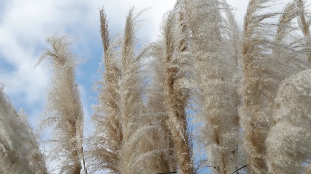 푸른 하늘을 배경으로 털털한 파스 풀