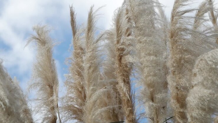 L'erba soffice delle Pampas contro un cielo blu