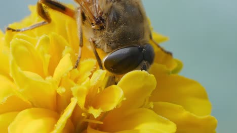 a bee suck honey on a yellow wild flower