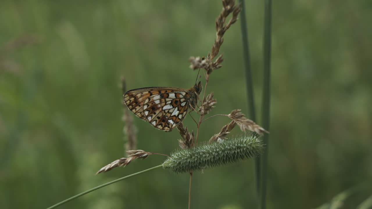 бабочка на стебле травы