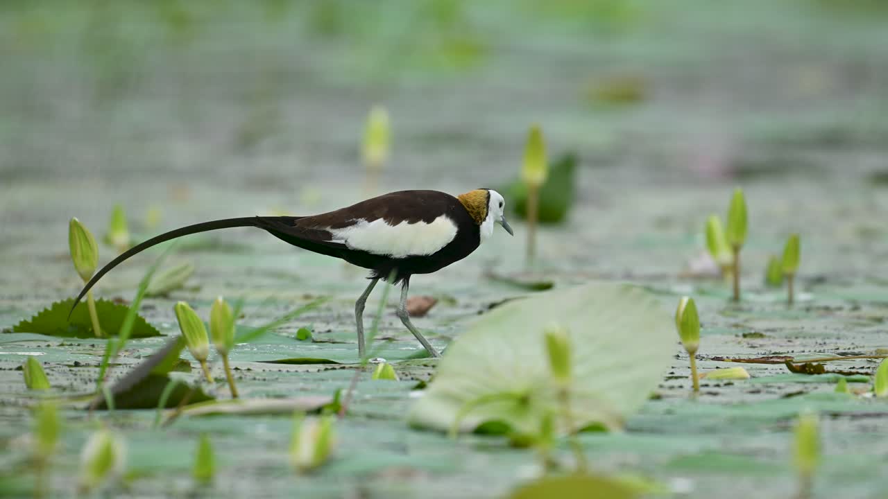 A closeup captures the pheasant-tailed jacana stepping delicately over floating aquatic leaves under the soft glow of morning light
