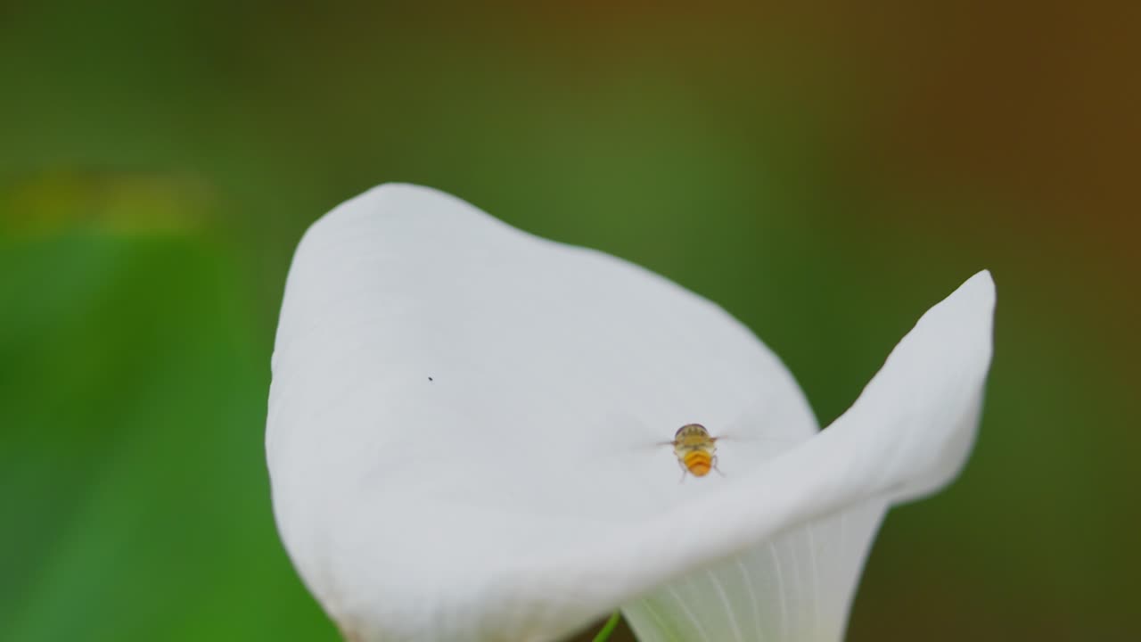 Insekt som samler pollen fra en stor hvit liljeblomst om sommeren.