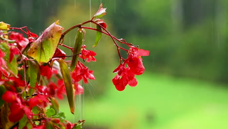 Rote-Impatiens-Blume-Auf-Grünem-Hintergrund-Im-Regen,-Rote-Balkonblumen,-Hintergrund-Unscharf,-Regentropfen-Fallen-Auf-Blütenblätter-Und-Spritzer-überall