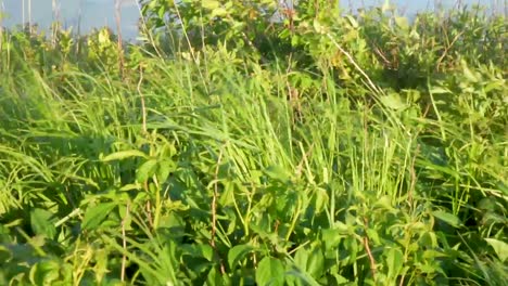 close up of tall grass being blown by a strong wind