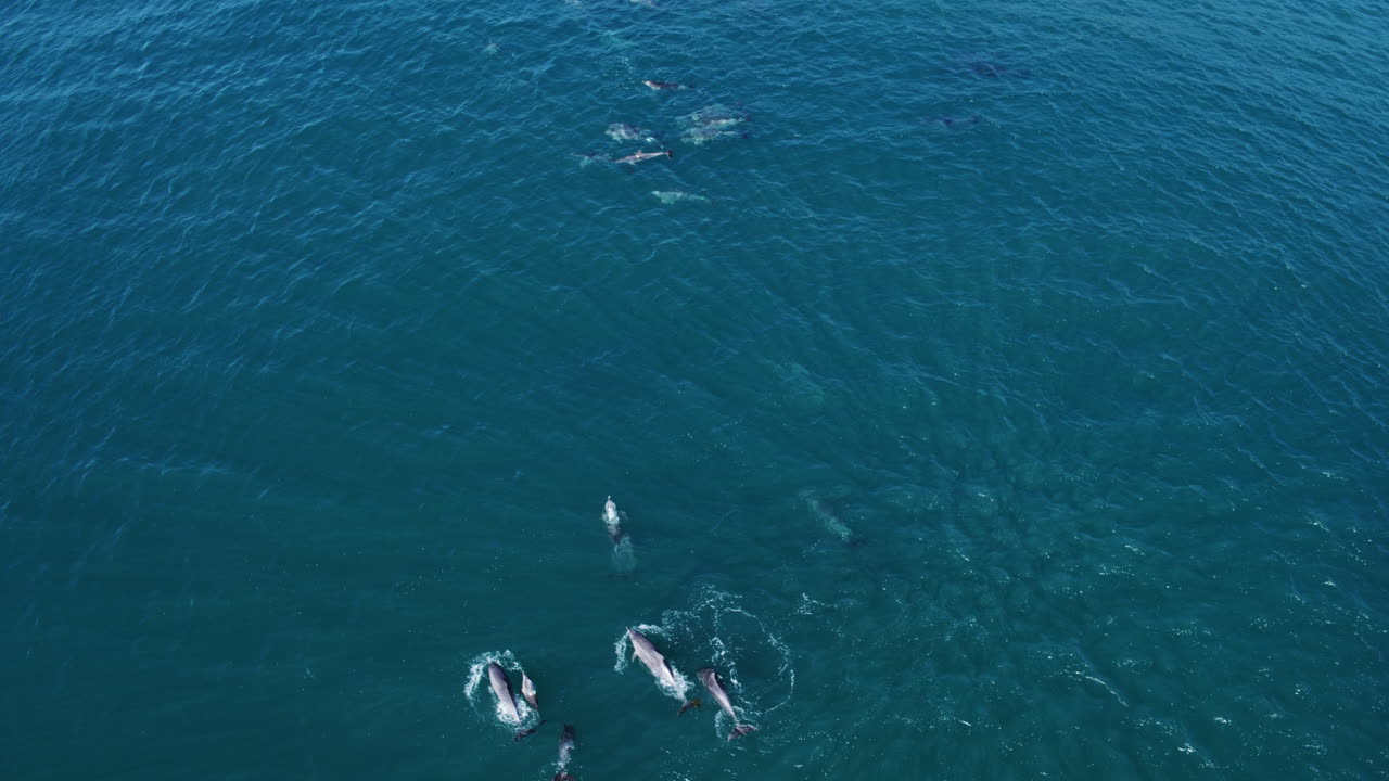 Top-down drone of dolphins cruising through deep blue ocean in coordinated movement