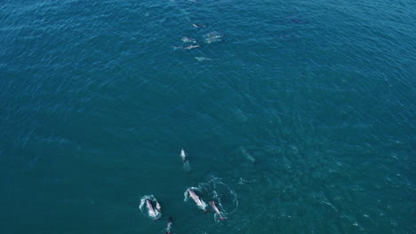 top-down drone of dolphins cruising through deep blue ocean in coordinated movement