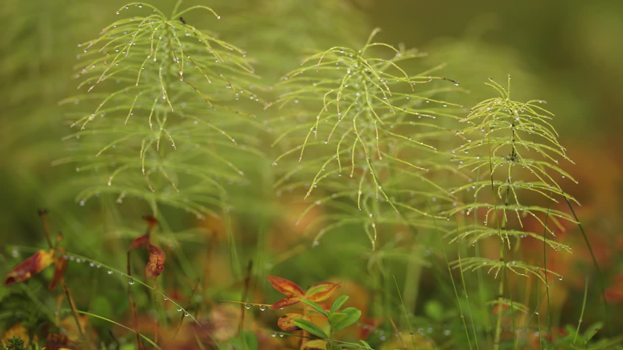 Delicate horsetail plants strewn with dewdrops
