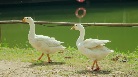 two domestic geese walking by green water pond in cu lan folk village, vietnam - slow motion