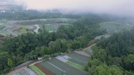 Aerial-view-of-cars-crossing-a-path-in-the-middle-of-plantation-in-foggy-weather