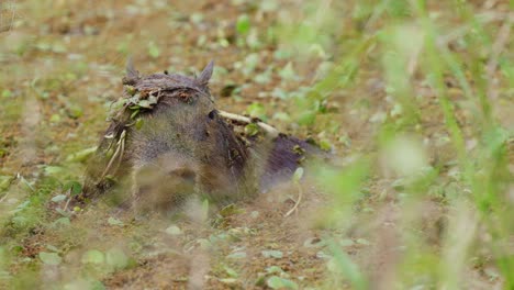 adorable capybara staying stationary and half submerged under swampy water, napping and cooling down in the swamp while flapping its ears once in awhile to deter insects from landing on its head