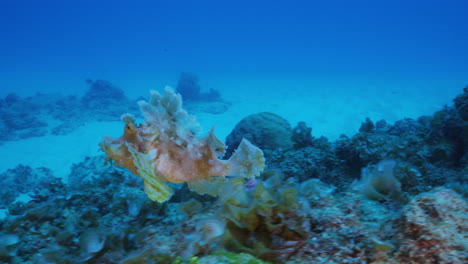 an incredibly rare underwater footage of a pink rhinopias eschmeyeri swaying in the ocean current before making a leap to find shelter between the ocean's floor volcanic rocks