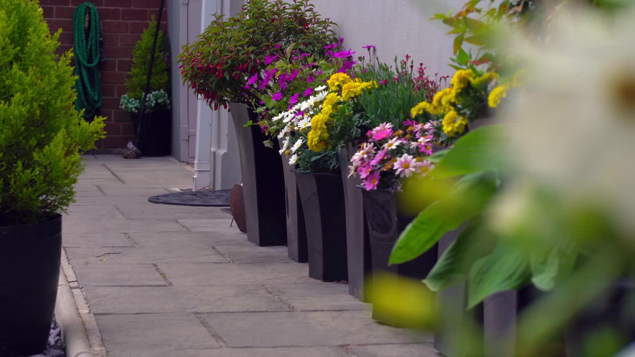 Dog running up and down garden path lined with flower pots.