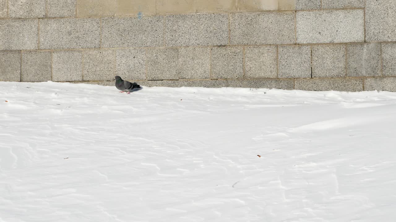 눈 에 있는 비둘기, 눈 위에 있는 새, 겨울에 비둘기.