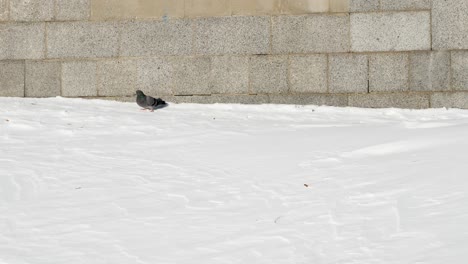 dove on snowy ground, bird on snow, pigeon in winter.