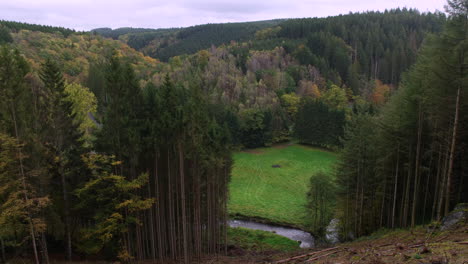 stream flowing on a valleys with coniferous trees near houffalize, belgium