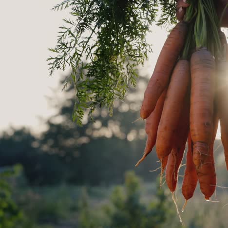 farmer holds a carrot just pulled from the ground 1