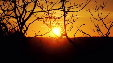 Puesta-De-Sol-De-Color-Naranja-Dorado-Que-Brilla-A-Través-De-Las-Ramas-De-Las-Ramas-De-Los-árboles-Desnudos