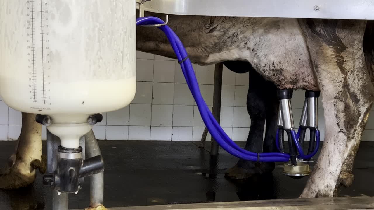 Close up of cow connected with pipeline to automated milking machine dairy mechanical equipment with plastic cylinder tank collecting milk