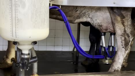 primer plano de la vaca conectada con la tubería a la máquina de ordeño automatizado equipo mecánico lácteo con tanque cilíndrico de plástico que recoge la leche