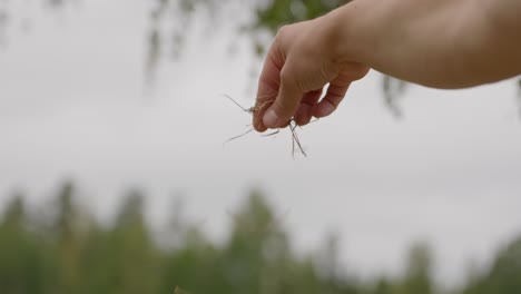 disc golfer checking the wind by dropping grass - close up shot