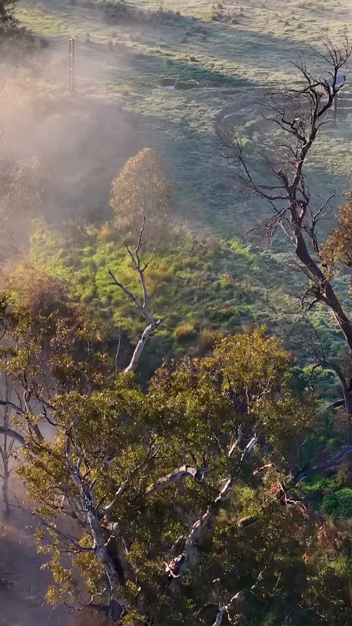Altın gün doğumu ışığında Avustralya okaliptüs ağaçları arasından süzülen sabah sisinin drone görüntüsü.
