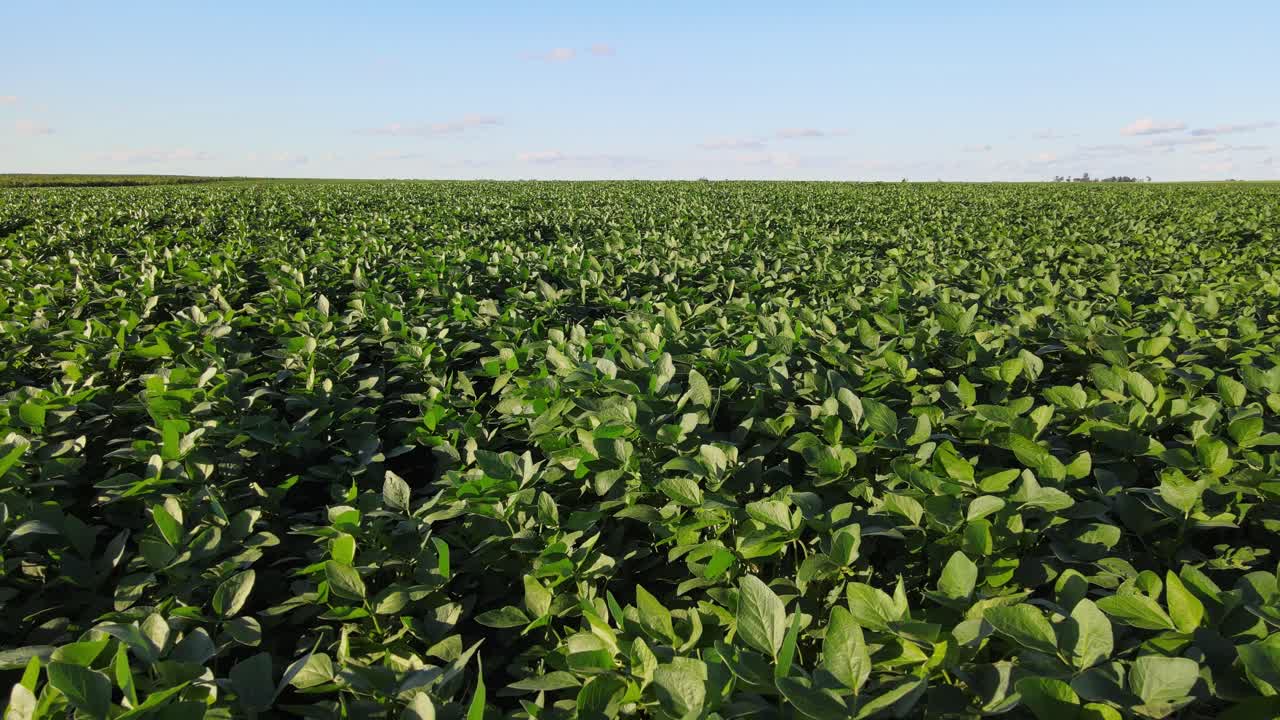 Large-scale soybean field in La Pampa captured by drone showing rows and natural texture