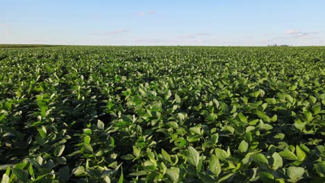 large-scale soybean field in la pampa captured by drone showing rows and natural texture